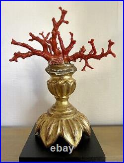Branches de corail rouge socle bois doré ancien sculpté XVIII cabinet curiosité
