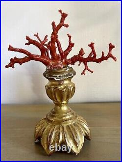 Branches de corail rouge socle bois doré ancien sculpté XVIII cabinet curiosité